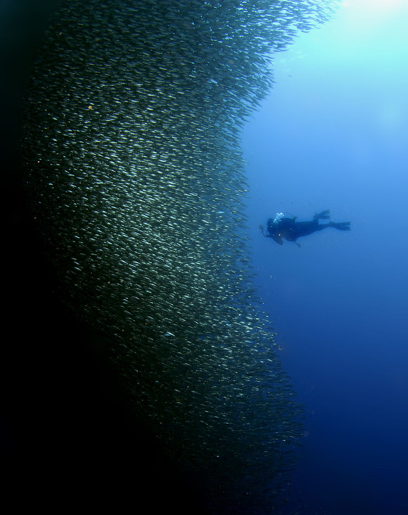 052_adj_DSC0904 "wall" of sardines