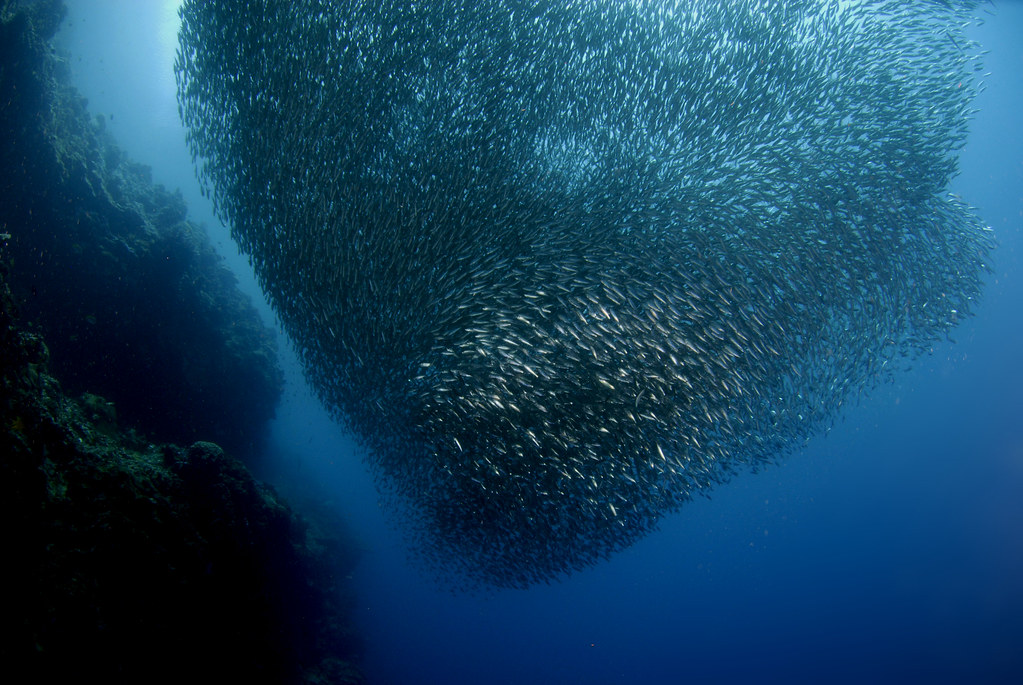 012_adj_DSC0579 sardines at pescador island