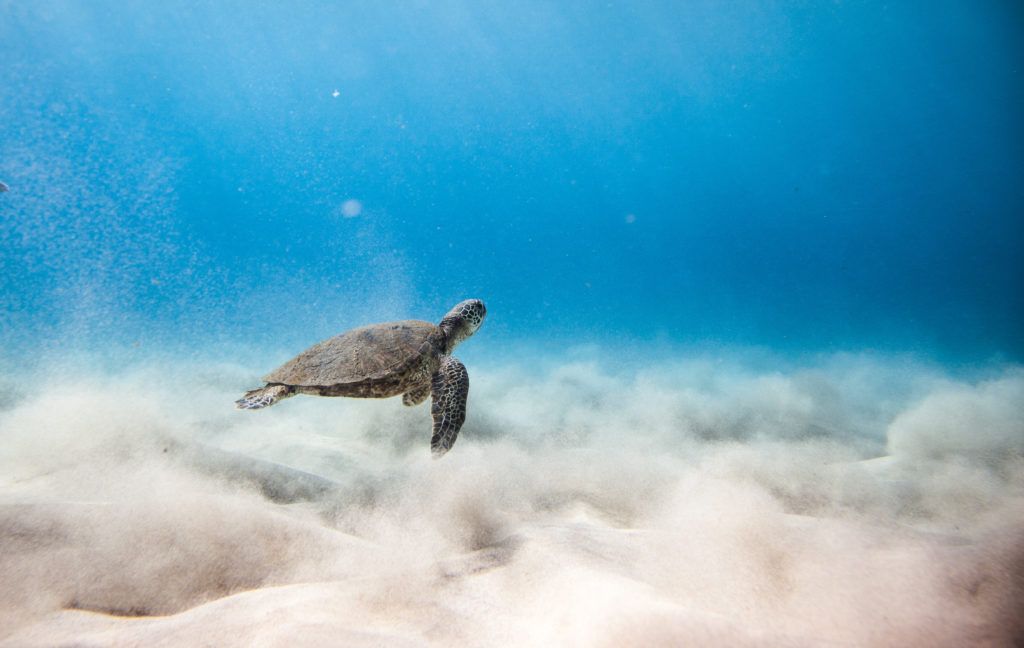 makua beach on oahu turtle